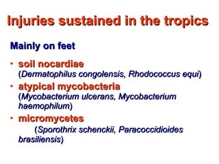 Injuries sustained in the tropics  Mainly on feet soil nocardiae  ( Dermatophilus congolensis, Rhodococcus equi ) atypical mycobacteria  ( Mycobacterium ulcerans, Mycobacterium haemophilum ) micromycetes  ( Sporothrix schenckii, Paracoccidioides brasiliensis ) 