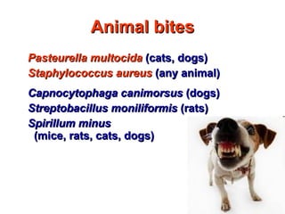 Animal bites Pasteurella multocida  (cats, dogs) Staphylococcus aureus   (any animal) Capnocytophaga canimorsus  (dogs) Streptobacillus moniliformis  (rats) Spirillum minus  (mice, rats, cats, dogs) 