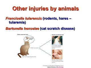 Other injuries by animals Francisella tularensis  (rodents, hares – tularemia) Bartonella henselae  (cat scratch disease) 