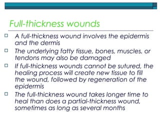 Full-thickness wounds
 A full-thickness wound involves the epidermis
and the dermis
 The underlying fatty tissue, bones, muscles, or
tendons may also be damaged
 If full-thickness wounds cannot be sutured, the
healing process will create new tissue to fill
the wound, followed by regeneration of the
epidermis
 The full-thickness wound takes longer time to
heal than does a partial-thickness wound,
sometimes as long as several months
 