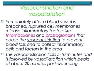 Vasoconstriction and
vasodilatation
 Immediately after a blood vessel is
breached, ruptured cell membranes
release inflammatory factors like
thromboxanes and prostaglandins that
cause the vasoconstriction to prevent
blood loss and to collect inflammatory
cells and factors in the area
 This vasoconstriction lasts 5-10 minutes and
is followed by vasodilatation which peaks
at about 20 minutes post-wounding
 