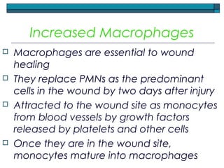 Increased Macrophages
 Macrophages are essential to wound
healing
 They replace PMNs as the predominant
cells in the wound by two days after injury
 Attracted to the wound site as monocytes
from blood vessels by growth factors
released by platelets and other cells
 Once they are in the wound site,
monocytes mature into macrophages
 