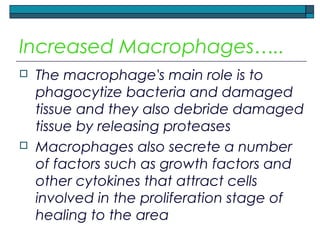 Increased Macrophages…..
 The macrophage's main role is to
phagocytize bacteria and damaged
tissue and they also debride damaged
tissue by releasing proteases
 Macrophages also secrete a number
of factors such as growth factors and
other cytokines that attract cells
involved in the proliferation stage of
healing to the area
 
