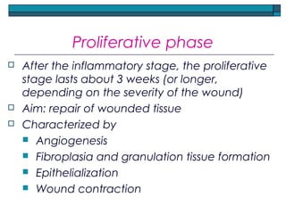 Proliferative phase
 After the inflammatory stage, the proliferative
stage lasts about 3 weeks (or longer,
depending on the severity of the wound)
 Aim: repair of wounded tissue
 Characterized by
 Angiogenesis
 Fibroplasia and granulation tissue formation
 Epithelialization
 Wound contraction
 
