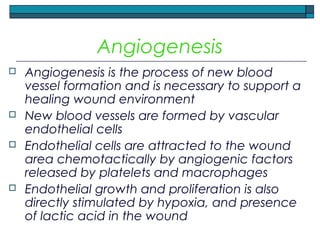 Angiogenesis
 Angiogenesis is the process of new blood
vessel formation and is necessary to support a
healing wound environment
 New blood vessels are formed by vascular
endothelial cells
 Endothelial cells are attracted to the wound
area chemotactically by angiogenic factors
released by platelets and macrophages
 Endothelial growth and proliferation is also
directly stimulated by hypoxia, and presence
of lactic acid in the wound
 