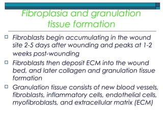 Fibroplasia and granulation
tissue formation
 Fibroblasts begin accumulating in the wound
site 2-5 days after wounding and peaks at 1-2
weeks post-wounding
 Fibroblasts then deposit ECM into the wound
bed, and later collagen and granulation tissue
formation
 Granulation tissue consists of new blood vessels,
fibroblasts, inflammatory cells, endothelial cells,
myofibroblasts, and extracellular matrix (ECM)
 