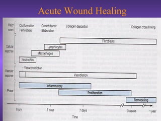 Acute Wound Healing
 