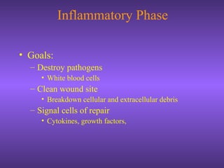 Inflammatory Phase
• Goals:
– Destroy pathogens
• White blood cells
– Clean wound site
• Breakdown cellular and extracellular debris
– Signal cells of repair
• Cytokines, growth factors,
 