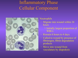 Inflammatory Phase
Cellular Component
• Neutrophils
– Migrate into wound within 24
hours
• Initially largest proportion of
WBCs
– Remain 6 hours to 4 days
– Called to wound by presence of
fibrinogen, fibrin degradation
products
– Move into wound from
vasculature by diapedesis
 