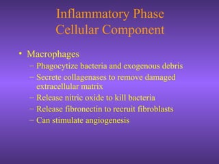 Inflammatory Phase
Cellular Component
• Macrophages
– Phagocytize bacteria and exogenous debris
– Secrete collagenases to remove damaged
extracellular matrix
– Release nitric oxide to kill bacteria
– Release fibronectin to recruit fibroblasts
– Can stimulate angiogenesis
 