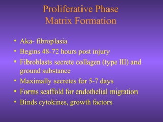 Proliferative Phase
Matrix Formation
• Aka- fibroplasia
• Begins 48-72 hours post injury
• Fibroblasts secrete collagen (type III) and
ground substance
• Maximally secretes for 5-7 days
• Forms scaffold for endothelial migration
• Binds cytokines, growth factors
 