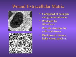 Wound Extracellular Matrix
• Composed of collagen
and ground substance
• Produced by
fibroblasts
• Provide structure for
cells and tissues
• Bind growth factors,
helps create gradient
 