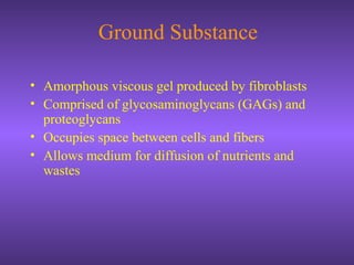 Ground Substance
• Amorphous viscous gel produced by fibroblasts
• Comprised of glycosaminoglycans (GAGs) and
proteoglycans
• Occupies space between cells and fibers
• Allows medium for diffusion of nutrients and
wastes
 