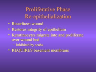 Proliferative Phase
Re-epithelialization
• Resurfaces wound
• Restores integrity of epithelium
• Keratinocytes migrate into and proliferate
over wound bed
– Inhibited by scabs
• REQUIRES basement membrane
 