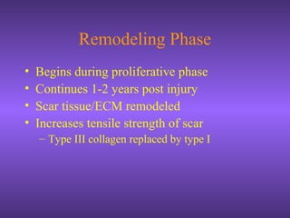 Remodeling Phase
• Begins during proliferative phase
• Continues 1-2 years post injury
• Scar tissue/ECM remodeled
• Increases tensile strength of scar
– Type III collagen replaced by type I
 