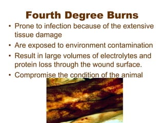 Fourth Degree Burns
• Prone to infection because of the extensive
tissue damage
• Are exposed to environment contamination
• Result in large volumes of electrolytes and
protein loss through the wound surface.
• Compromise the condition of the animal
 