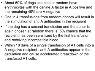 • About 60% of dogs selected at random have
erythrocytes with the canine A factor ie A positive and
the remaining 40% are A negative
• One in 4 transfusions from random donors will result in
the stimulation of anti A antibodies in the recipient
• If the dog has a second transfusion and the donor is
again chosen at random there is `5% chance that the
recipient has been sensitized by the first transfusion
and receiving incompatible blood.
• Within 10 days of a single transfusion of A1 cells into a
A-negative recipient , anti-A antibodies appear in the
circulation and cause accelerated breakdown of the
transfused A1 cells.
 