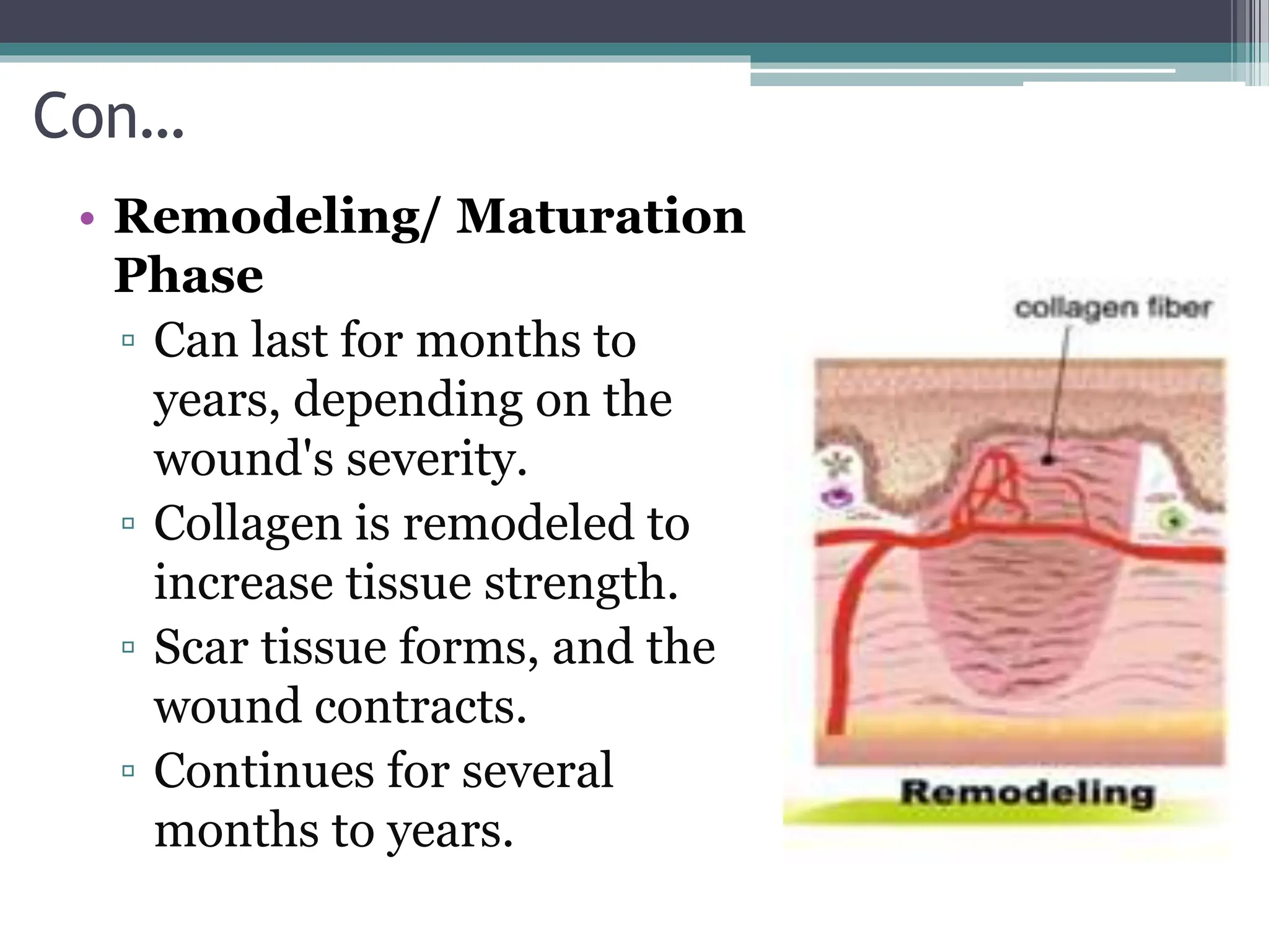 Con…
• Remodeling/ Maturation
Phase
▫ Can last for months to
years, depending on the
wound's severity.
▫ Collagen is remodeled to
increase tissue strength.
▫ Scar tissue forms, and the
wound contracts.
▫ Continues for several
months to years.
 
