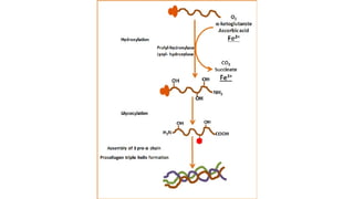 Pathophysiology of wound healing presentation .pptx