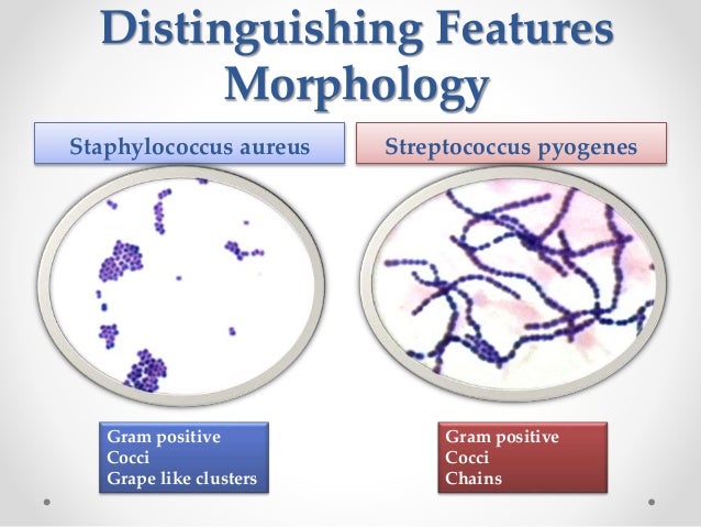 acute morphology of streptococcus pyogenes essay acute morphology of streptococcus pyogenes essay