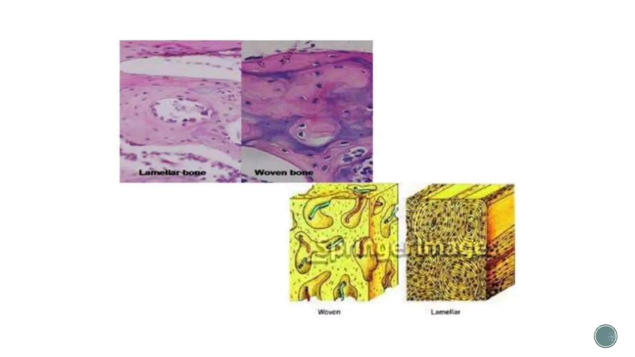 Difference between Woven bone and Lamellar bone | PPTX