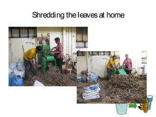 Shredding the leaves at home
 