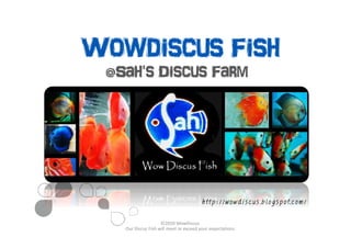 Wowdiscus Fish
 @Sah's Discus Farm




                                       http://wowdiscus.blogspot.com/
                    ©2010 WowDiscus
   Our Discus Fish will meet or exceed your expectations
 