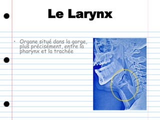 Le Larynx
• Organe situé dans la gorge,
plus précisément, entre la
pharynx et la trachée
 