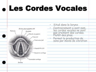 Les Cordes Vocales
• Situé dans le larynx
• Contrairement a sont nom,
les cordes vocales ne sont
pas vraiment des cordes.
Plutôt des plies.
• Permet la production de
sons par moins de vibration
 