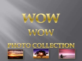 WOW WOW PHOTO COLLECTION 