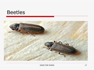 Beetles 