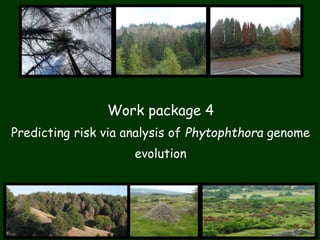 Work package 4
Predicting risk via analysis of Phytophthora genome
evolution
 
