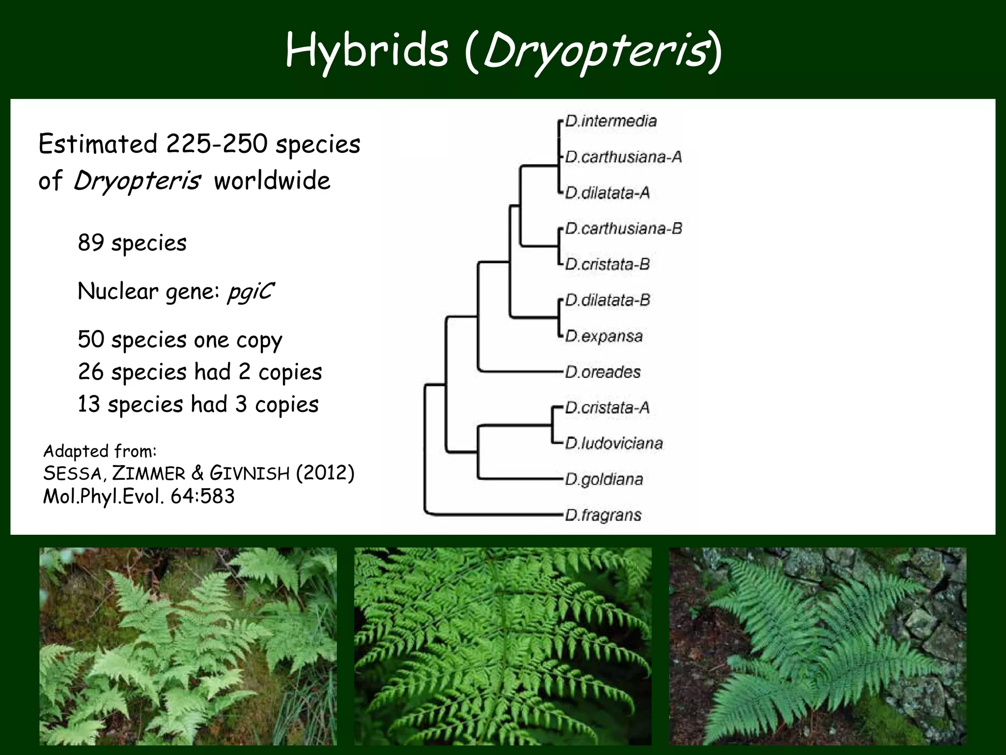 Hybrids (Dryopteris)
LEFT: nuclear genes (pgiC)
RIGHT: chloroplast genes
Adapted from:
SESSA, ZIMMER & GIVNISH (2012)
Mol.Phyl.Evol. 64:583
Estimated 225-250 species
of Dryopteris worldwide
89 species
Nuclear gene: pgiC
50 species one copy
26 species had 2 copies
13 species had 3 copies
 