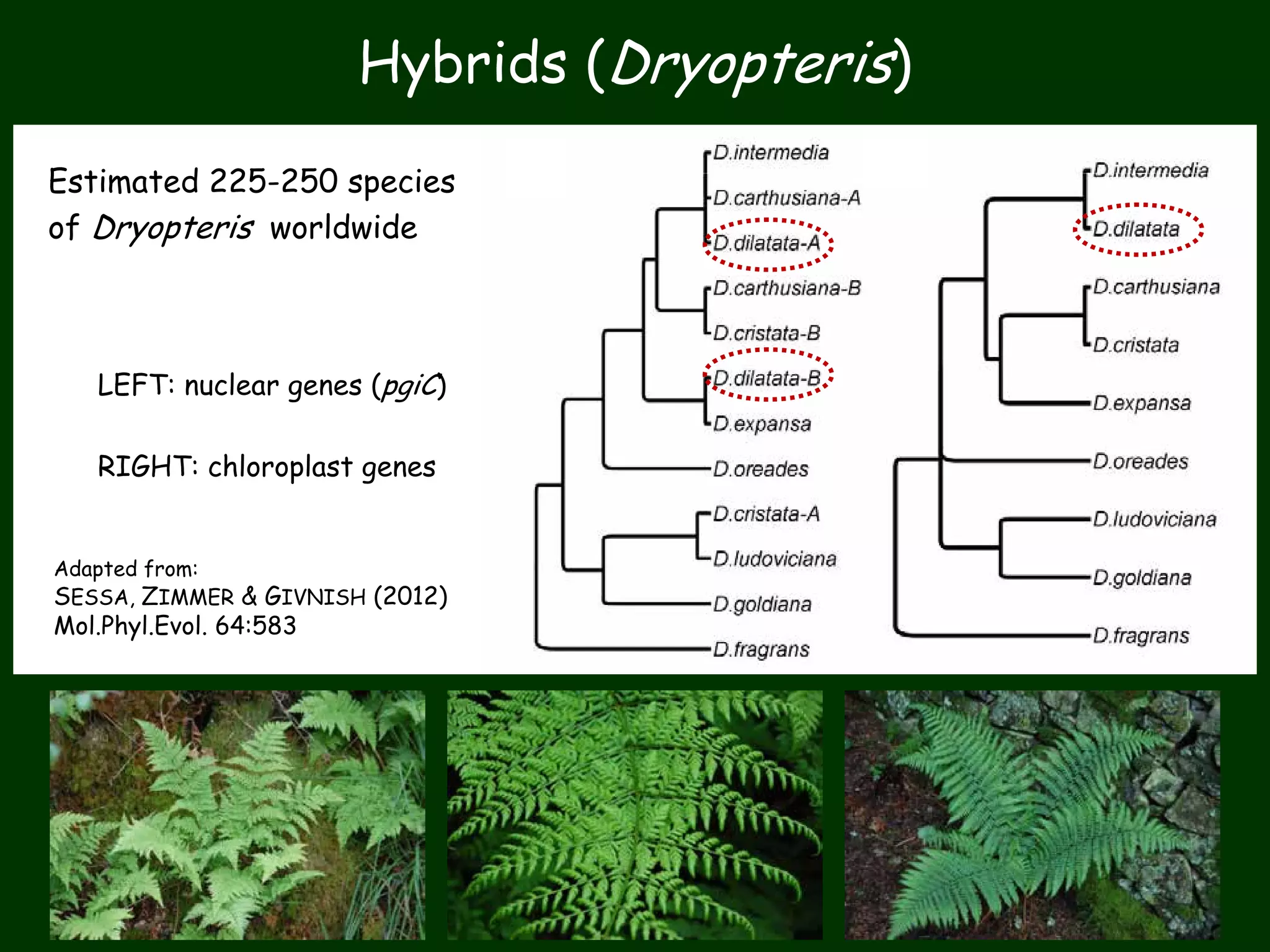 LEFT: nuclear genes (pgiC)
RIGHT: chloroplast genes
Adapted from:
SESSA, ZIMMER & GIVNISH (2012)
Mol.Phyl.Evol. 64:583
Estimated 225-250 species
of Dryopteris worldwide
Hybrids (Dryopteris)
 
