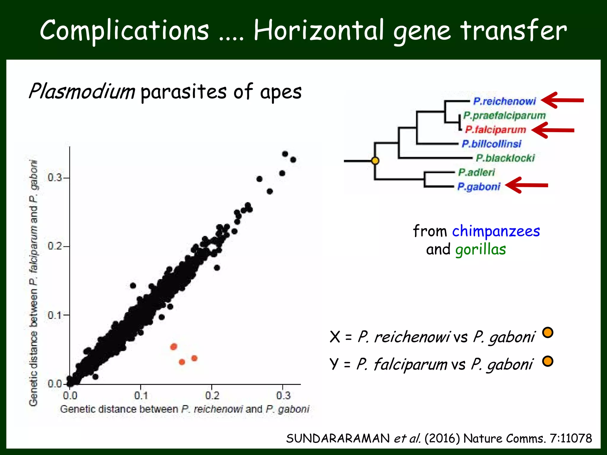 X = P. reichenowi vs P. gaboni
Y = P. falciparum vs P. gaboni
Complications .... Horizontal gene transfer
Plasmodium parasites of apes
from chimpanzees
and gorillas
SUNDARARAMAN et al. (2016) Nature Comms. 7:11078
 
