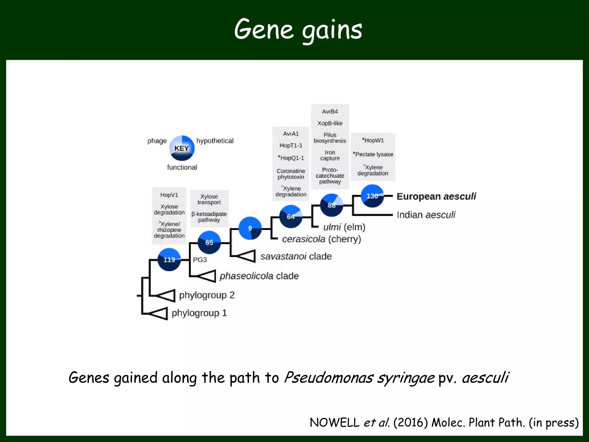 NOWELL et al. (2016) Molec. Plant Path. (in press)
Genes gained along the path to Pseudomonas syringae pv. aesculi
Gene gains
 