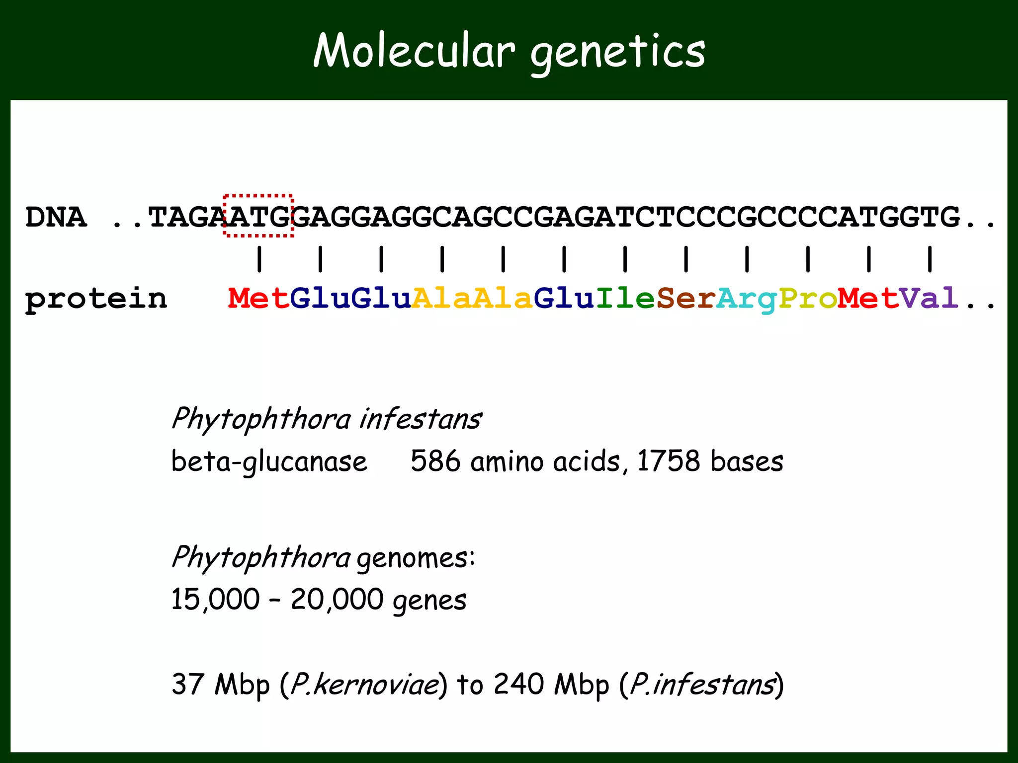 Phytophthora genomes:
15,000 – 20,000 genes
37 Mbp (P.kernoviae) to 240 Mbp (P.infestans)
Molecular genetics
DNA ..TAGAATGGAGGAGGCAGCCGAGATCTCCCGCCCCATGGTG..
| | | | | | | | | | | |
protein MetGluGluAlaAlaGluIleSerArgProMetVal..
Phytophthora infestans
beta-glucanase 586 amino acids, 1758 bases
 