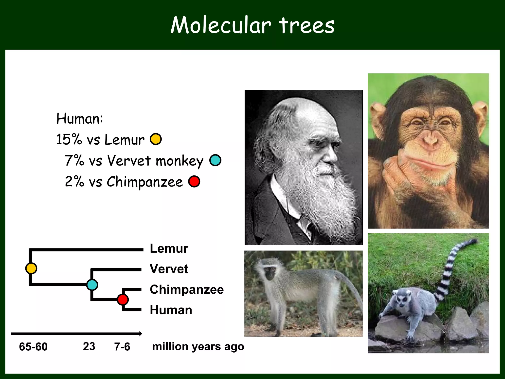 Human:
15% vs Lemur
7% vs Vervet monkey
2% vs Chimpanzee
Lemur
Vervet
Chimpanzee
Human
23 million years ago
Molecular trees
65-60 7-6
 