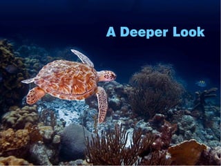 A Deeper Look
 