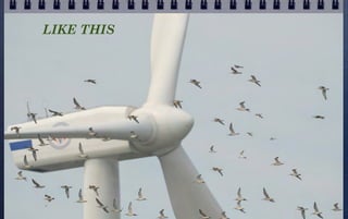 What Wind Energy Is Really All About

 