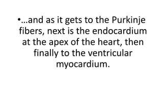•…and as it gets to the Purkinje
fibers, next is the endocardium
at the apex of the heart, then
finally to the ventricular
myocardium.
 