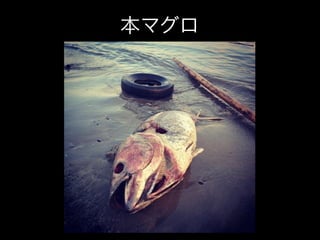 本マグロ
 
