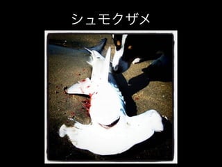 シュモクザメ
 