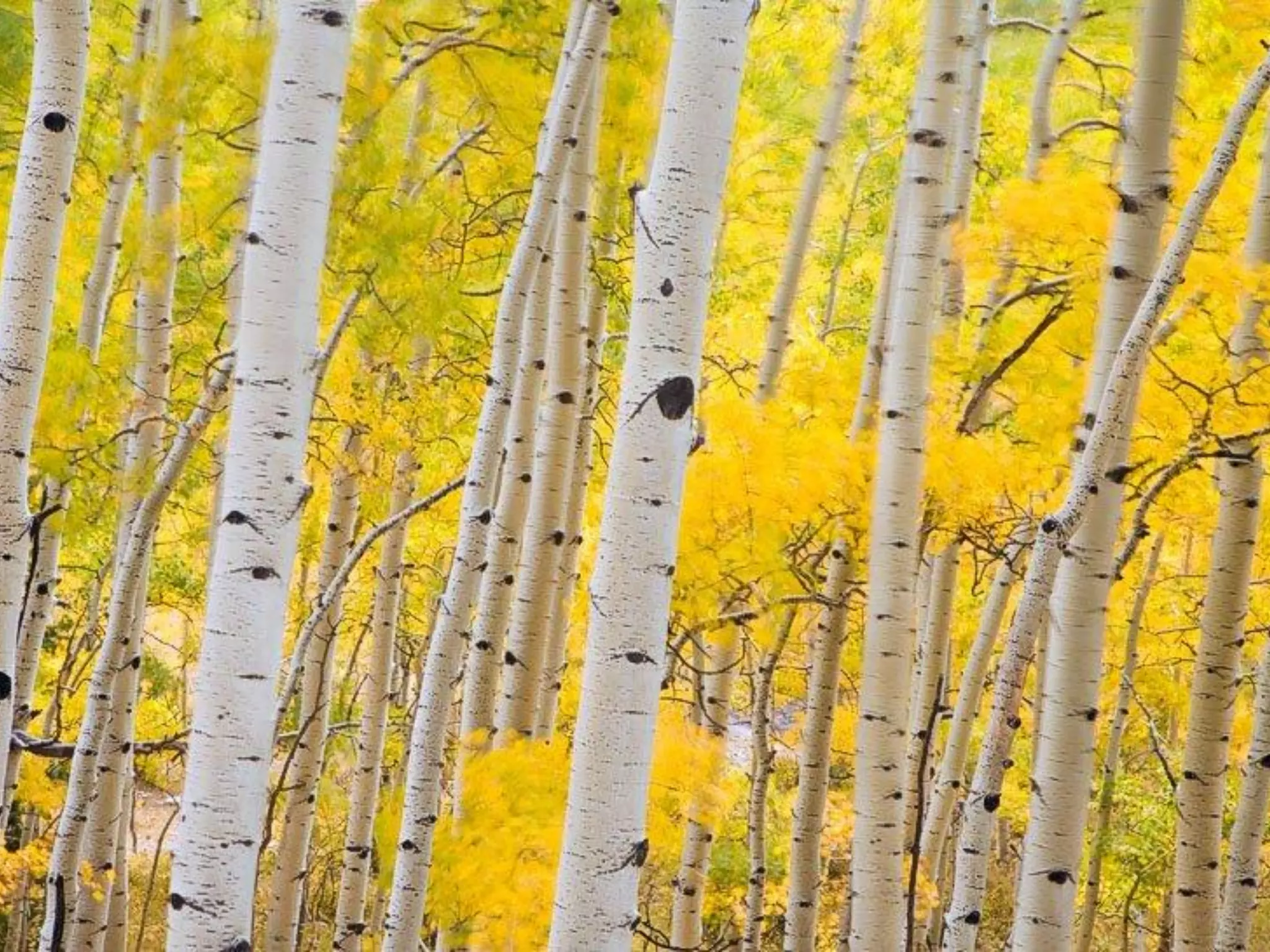 “Process Improvement within a Wicked Problem Environment” by Stephen Hacker (Chair, ASQ Global)