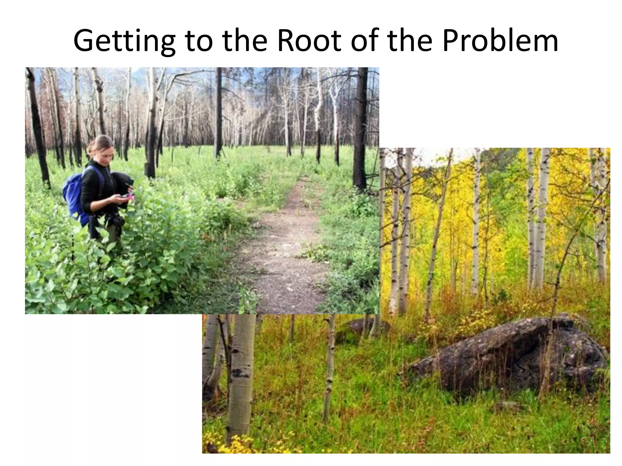 Getting to the Root of the Problem
 