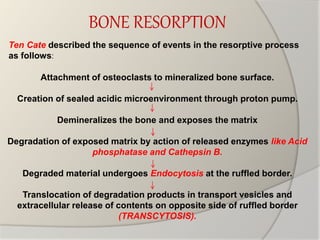 Bone Res Bone : Basics | PPTX