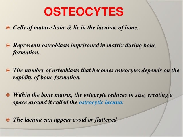 Bone : Basics Bone : Basics