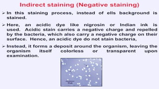 Identification of bacteria using staining techniques | PPTX