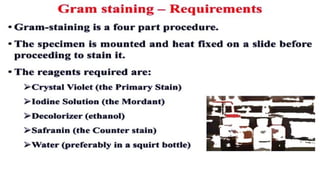 Identification of bacteria using staining techniques | PPTX