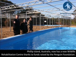 Phillip Island, Australia, now has a new Wildlife
Rehabilitation Centre thanks to funds raised by the Penguin Foundation.
 